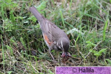 IMG_0578a.JPG