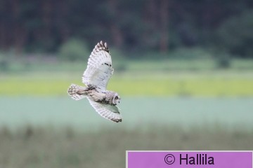IMG_0621a.JPG