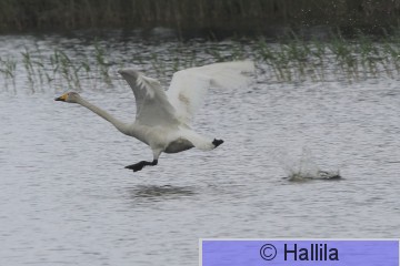 IMG_0954a.JPG