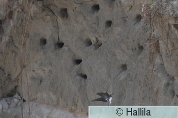 IMG_0997a.JPG