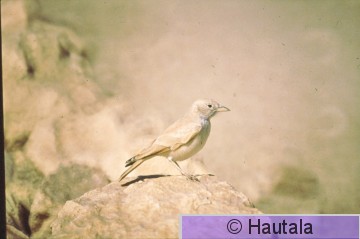 Aavikkokiuru,Egypti,scan.jpg