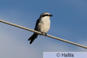 IMG_2375a.JPG