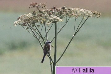 IMG_1400a.JPG