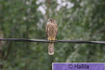 IMG_1038a.JPG