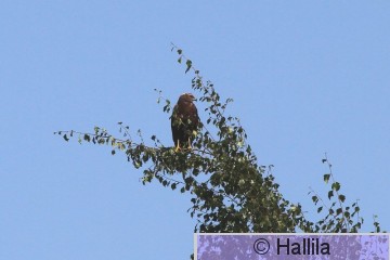IMG_0966a.JPG