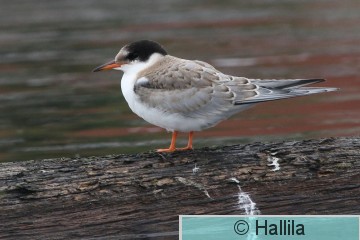 IMG_3396a.JPG