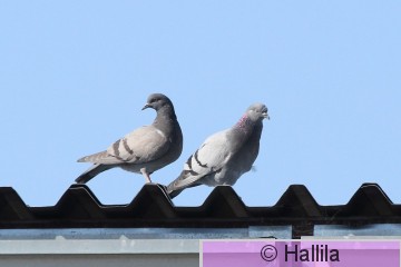 IMG_3338a.JPG