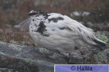 IMG_1029a.JPG