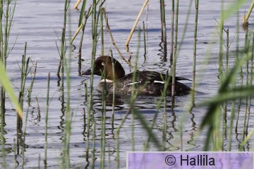 IMG_0561a.JPG
