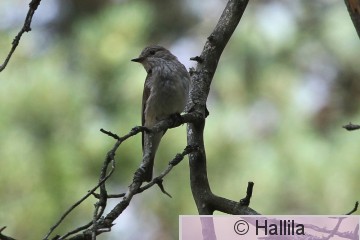 IMG_0411a.JPG