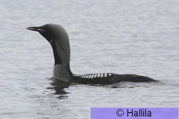 IMG_0845a.JPG