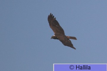 IMG_0976a.JPG