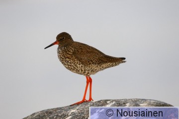 Punajalkaviklo3b HL t19.jpg
