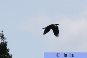 IMG_1806a.JPG