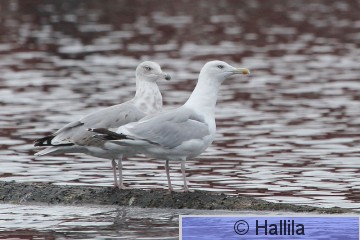 IMG_3352a.JPG