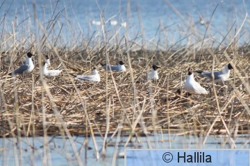 IMG_5461a.JPG