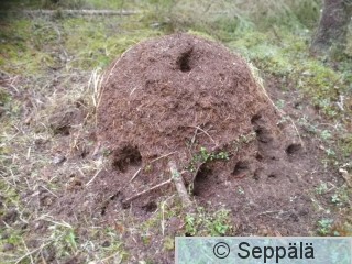 muurahaispesä.jpg