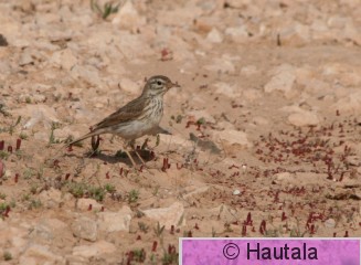Kanariankirvinen, Fuerteventura, 4b.JPG