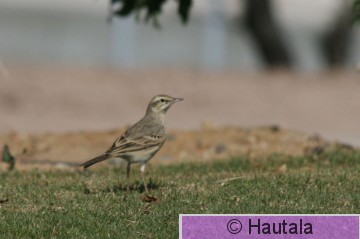 Nummikirvinen, El Gouna, 1.JPG