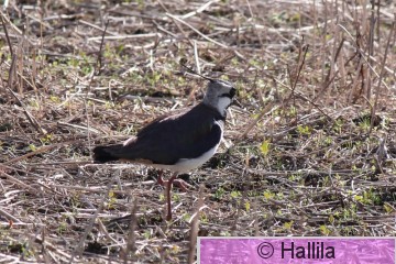 IMG_4404a.JPG