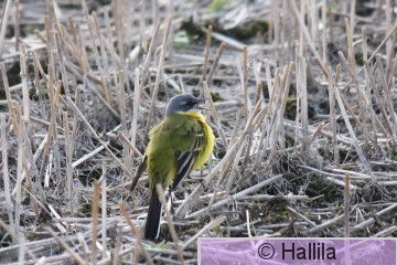 IMG_4412a.JPG