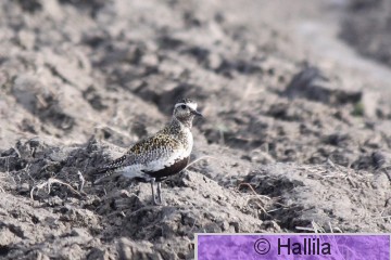 IMG_4431a.JPG