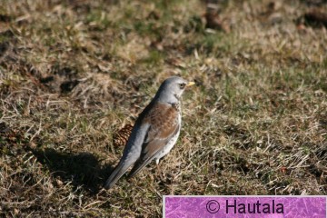 Räkättirasras,piha,1.jpg