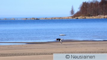 Meriharakka1a V t19.jpg