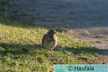 Punakylkirastas, piha 2.jpg