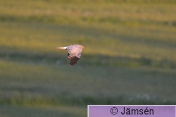 20150705-DSC_2260.jpg