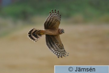 20160923-DSC_8331.jpg