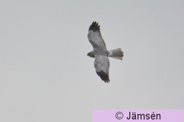 20170420-DSC_3077.jpg