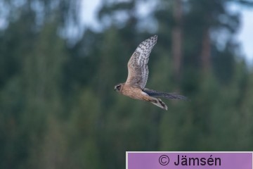DSC_6313021235.jpg