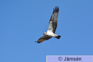 20170414-DSC_0532.jpg