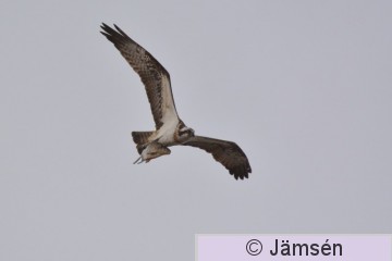 DSC_8948.jpg