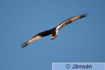 DSC_538902289.jpg