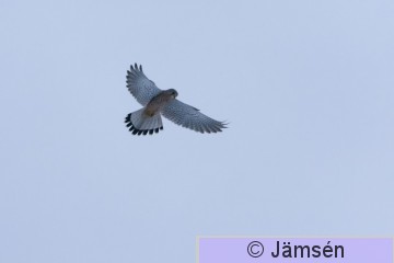 DSC_48054430.jpg