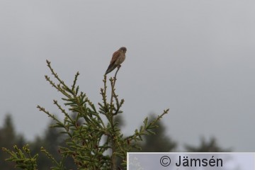 DSC_0274006935.jpg
