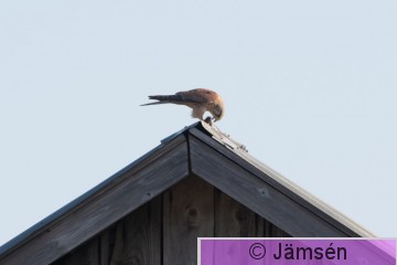 DSC_279318471.jpg