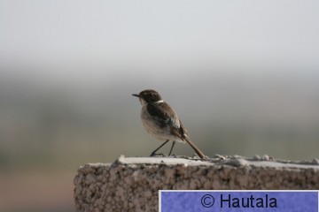 Kanariantasku, Fuerteventura, koiras.JPG