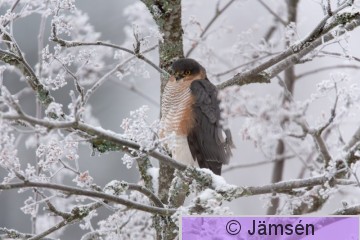 DSC_87405154.jpg