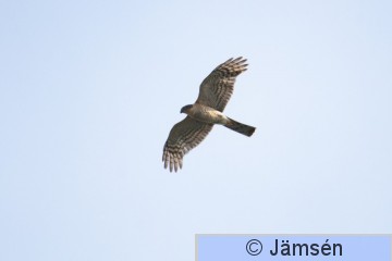 DSC_3938016283.jpg