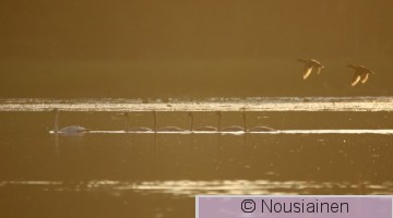Laulujoutsen3a MJ s18.jpg