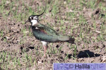 IMG_5628a.JPG