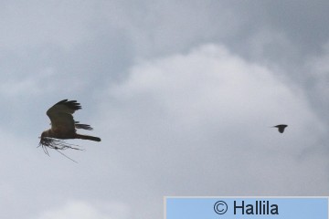 IMG_6442a.JPG