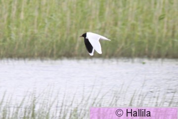 IMG_6414a.JPG