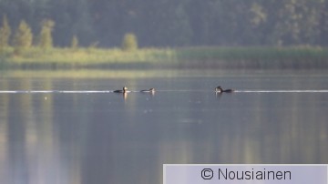 Härkälintu5a poik LM h18.jpg