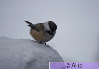 IMG_3696.jpg