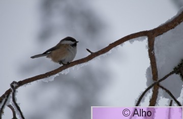 IMG_3698.jpg