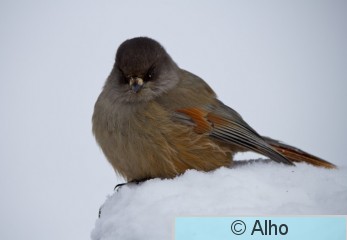 IMG_3715.jpg